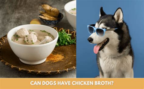 Can Dogs Have Chicken Broth in Their Food? And Why Does My Cat Judge Me for It?