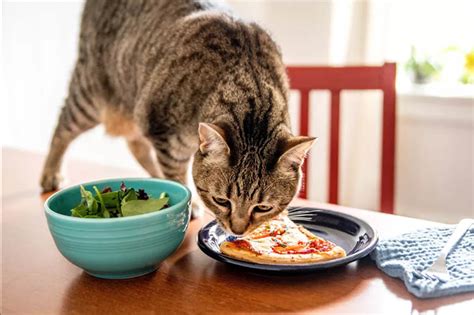 Can I Eat Food My Cat Licked? Exploring the Curious Intersection of Hygiene, Health, and Feline Affection