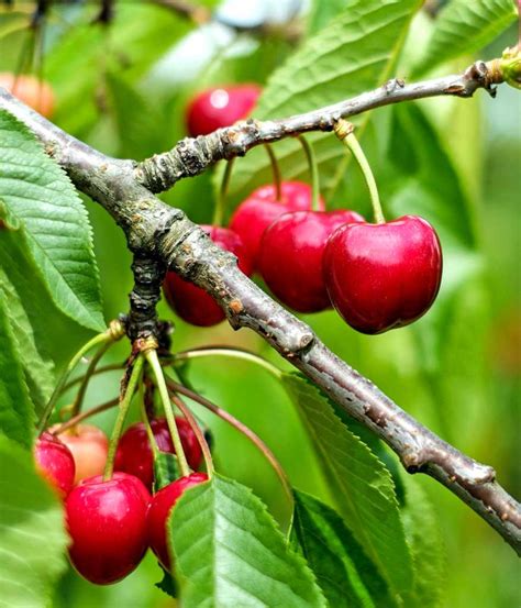 Do All Cherry Trees Produce Fruit? Exploring the Mysteries of Cherry Blossoms and Beyond