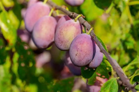 Do You Need Two Plum Trees to Produce Fruit? And Why Do Bees Prefer One Over the Other?