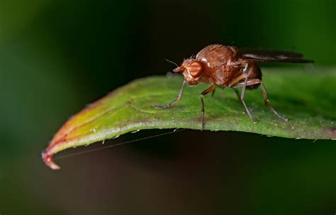 Does Bleach Kill Fruit Flies? And Why Do They Love My Coffee Cup?