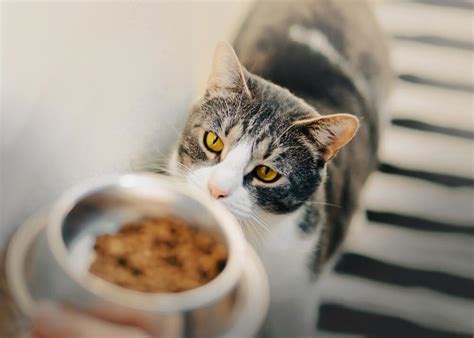 How Long Can a Kitten Survive Without Food: A Journey Through Feline Resilience and Human Curiosity