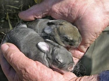 How Long Can Baby Bunnies Go Without Food? And Why Do They Dream of Carrot Castles?