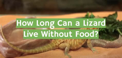 How Long Can Lizards Live Without Food: A Journey Through Survival and the Unexpected