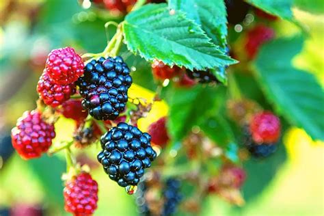 How Long Does It Take for Blackberries to Produce Fruit and Why Do They Dream of Electric Sheep?