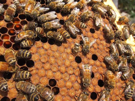 How Many Honey Supers Per Hive: A Sweet Debate Among Beekeepers