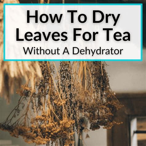 How to Dry Leaves for Tea: A Journey Through Time and Taste