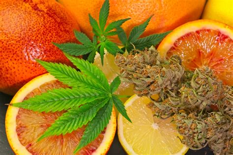 Is Marijuana a Fruit? Exploring the Botanical and Cultural Conundrum