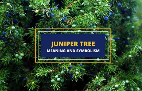  Juniper Tree 이야기: 고대 로마 신화 속 유쾌한 복수와 깊은 슬픔의 교차로