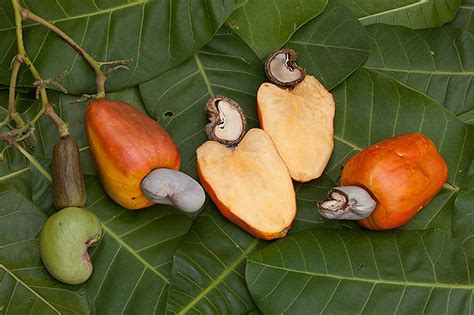 Poisonous Can You Eat Cashew Fruit: A Journey Through Myths, Facts, and Culinary Adventures