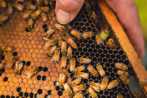  Queen Bee of the Deep Woods: A Buzzing Tale of Courage and Self-Sacrifice!