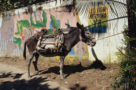  The Blind Man's Donkey - A Colombian Fable That Explores Themes of Trust and Deception?