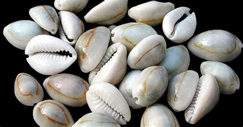  The Precious Cowrie Shell - A South African Folk Tale Exploring Themes of Greed and Wisdom!