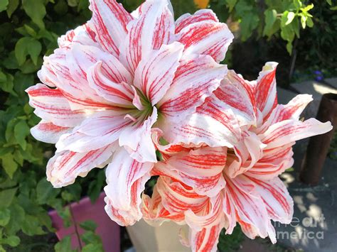  “The Queen of Flowers” and the Exquisite Dance Between Nature and Humanity!