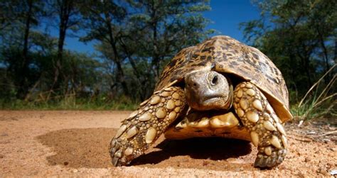  The Tortoise Who Went To Heaven! 그리고 그 신비로운 속삭임들: 12세기 나이지리아 민담을 통해 살펴보는 인간의 허영심과 조건부 사랑