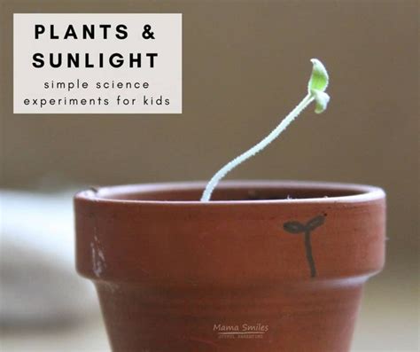 What is food for plants, and why do they crave sunlight like teenagers crave Wi-Fi?