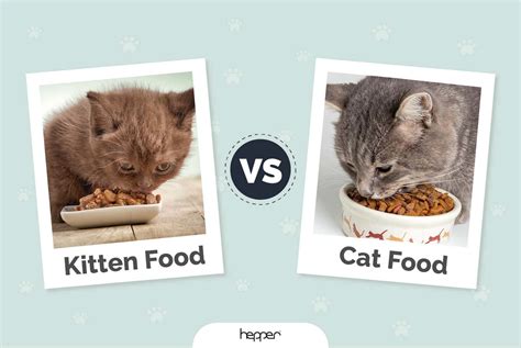 When Should I Switch My Kitten to Adult Food: And Why Do Cats Dream of Electric Mice?